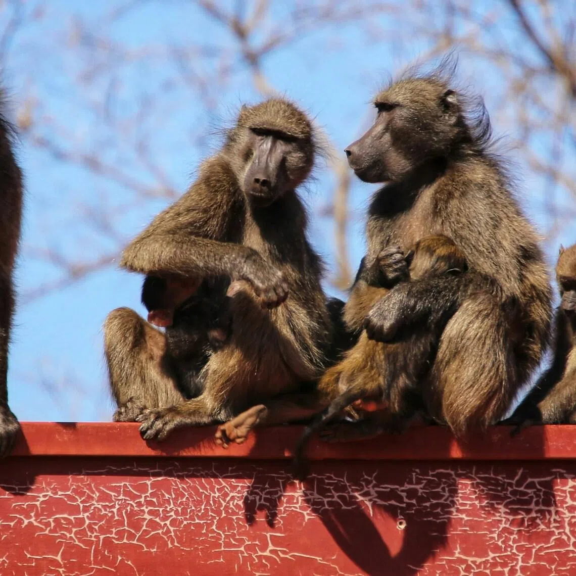 Young baboons were more likely to interrupt their mother when she was grooming one of their siblings than when she was just resting.