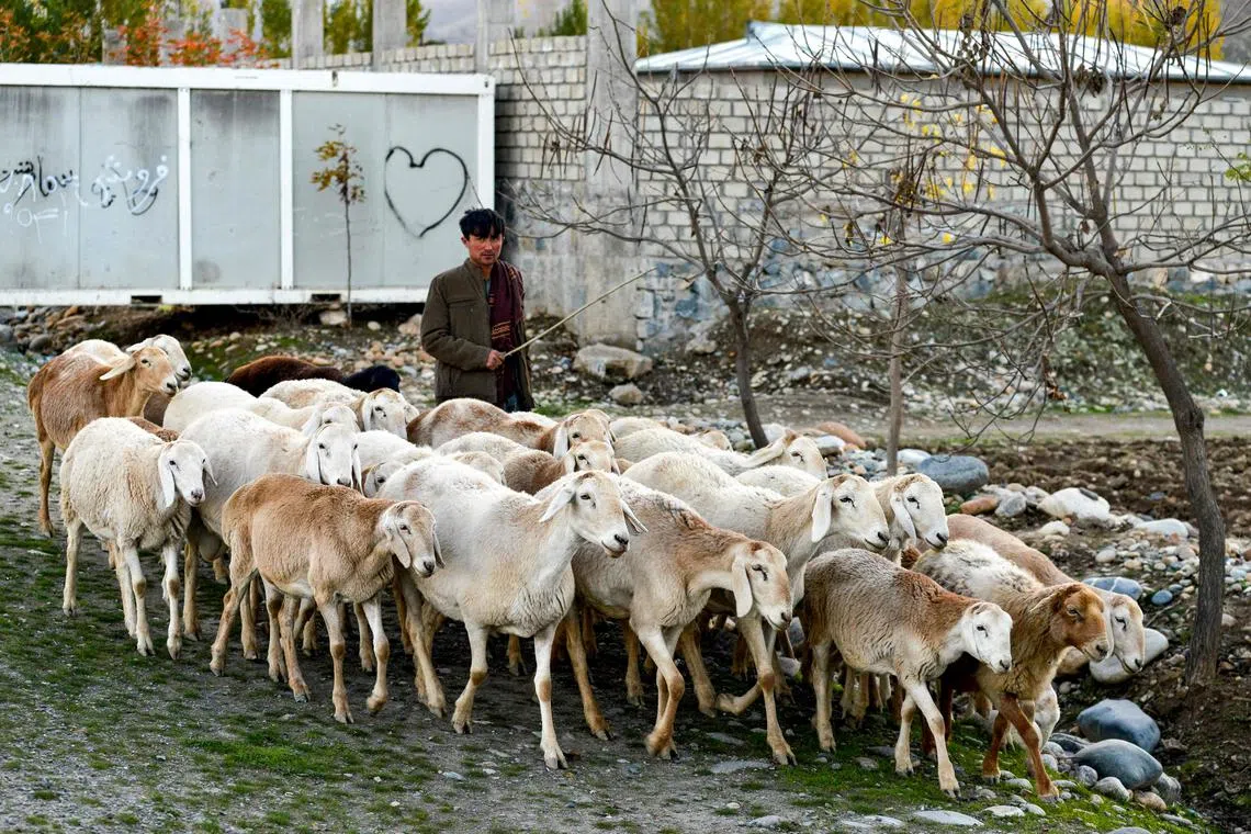 China has also stopped imports of sheep, goat and related products from several countries, including Afghanistan, due to sheep pox and goat pox outbreaks.