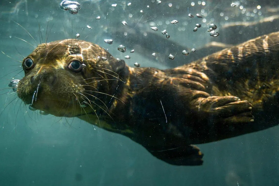 A three-month-old giant otter (Pteronura brasiliensis) swims at the Cali Zoo in Cali, Colombia, on Feb 13, 2024. 
