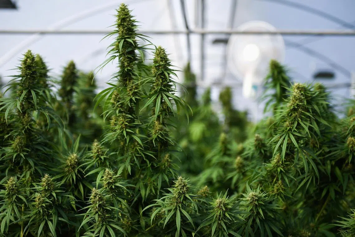 Any cannabis shop seeking a licence renewal would have to upgrade into a medical facility.