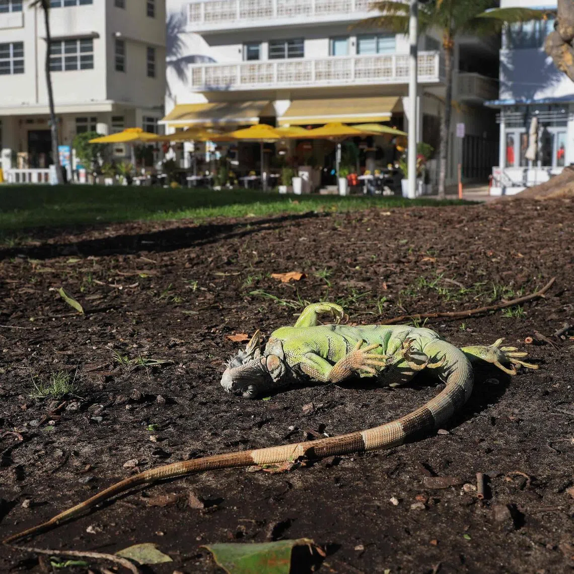 A cold-stunned green iguana lies on the ground in Miami Beach, Florida, on Feb 1.