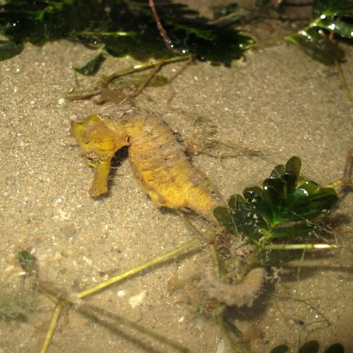 An estuarine seahorse photographed by marine scientist Neo Mei Lin in Pulau Hantu in 2010.