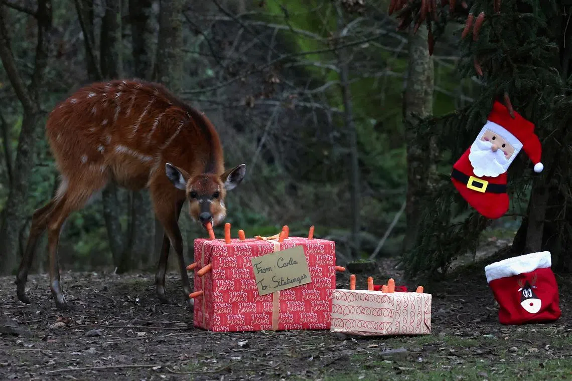 A sitatunga enjoys a wrapped Christmas box containing food as part of the event "Christmas Time arrives in The Enchanted Kingdom of Animals" at Pairi Daiza animal park in Brugelette, Belgium Dec 11, 2024. 