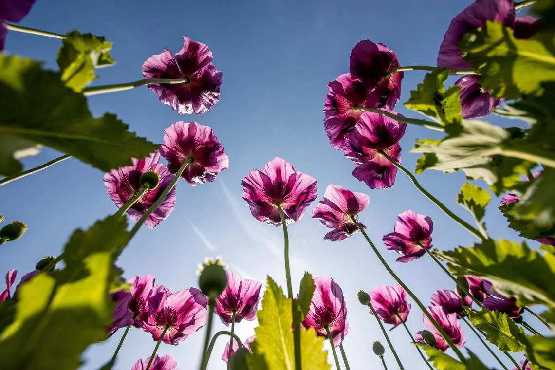 Poppy blooming in a field at Oroshaza, southeastern Hungary, May 23.