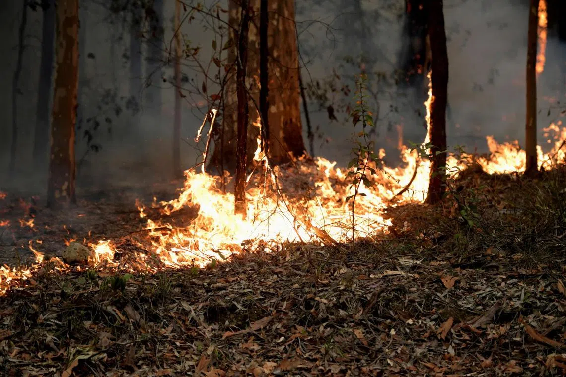 A file photo of bushfires near the Princes Highway in Milton, Australia on Jan 5, 2020.