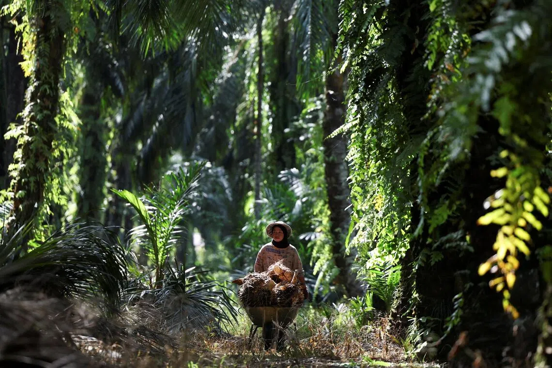 A worker pushes a wheelbarrow loaded with oil palm bunches at a plantation in Ijok, Malaysia May 14, 2025. REUTERS/Hasnoor Hussain     TPX IMAGES OF THE DAY     