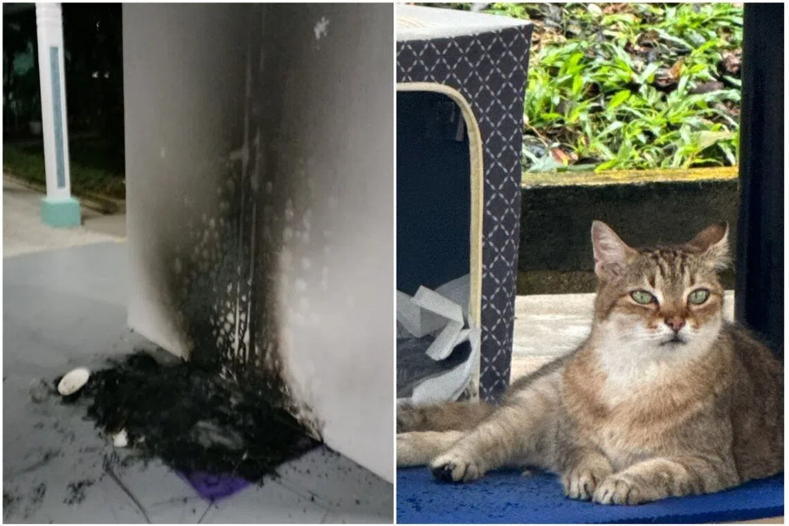 A resident in the area who did not want to be named said that the cats there fortunately seem to be unharmed.