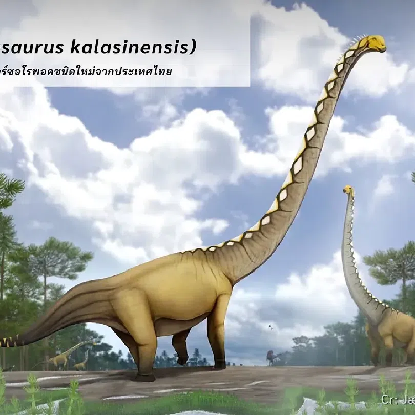 The dinosaur has been named Uragasaurus kalasinensis, a new genus and species of sauropod from the Phu Kradung Formation in north-eastern Thailand.
