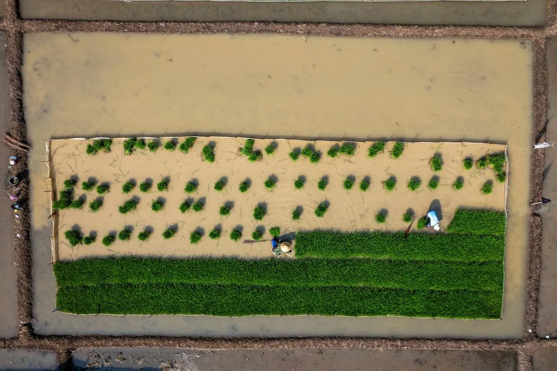 Drone view shows farmers planting rice seedlings in a paddy field, as the government urged farmers to immediately replant their plots, responding to the erratic forces of weather for a possible prolonged dry spell linked to El Nino, in Cirebon regency, West Java province, Indonesia, June 3, 2026. REUTERS/Willy Kurniawan