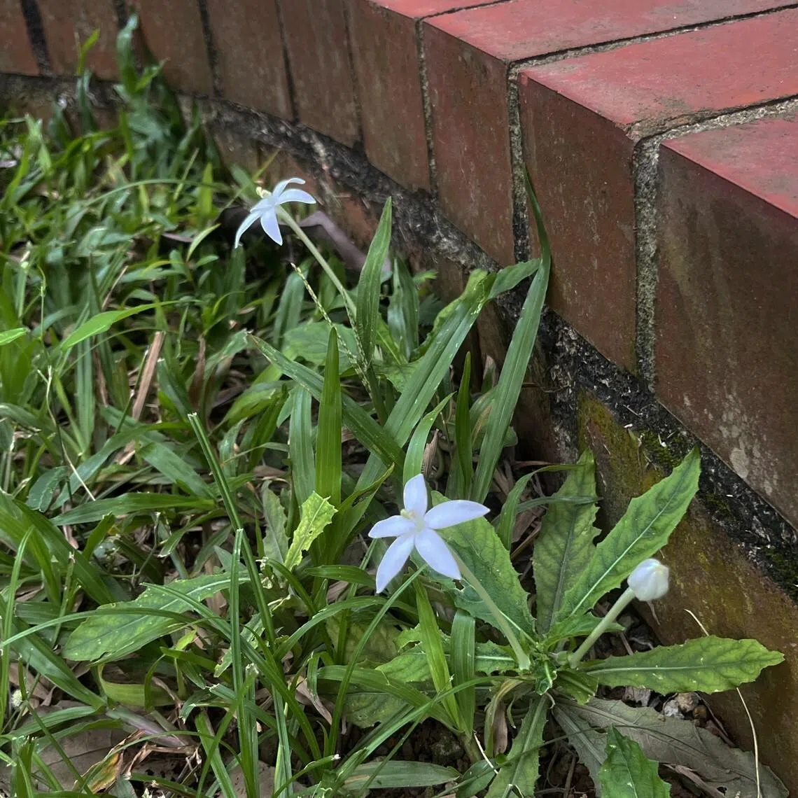 Despite its beautiful flowers, the Star of Bethlehem is a toxic weed.