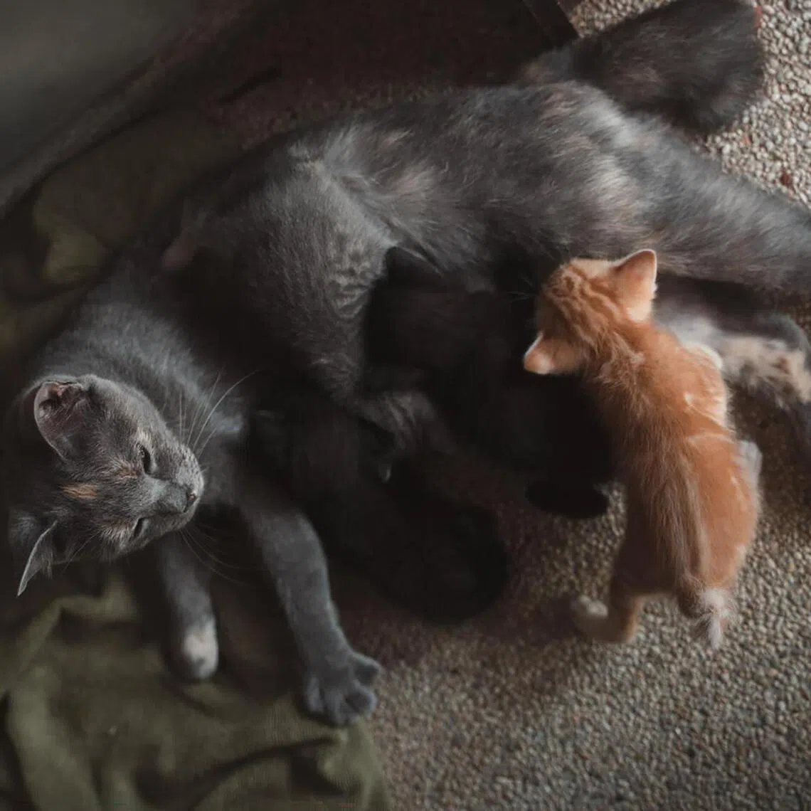 Associate Professor Daniel Fung's cat Peanut nursing some of her kittens. CREDIT: DANIEL FUNG