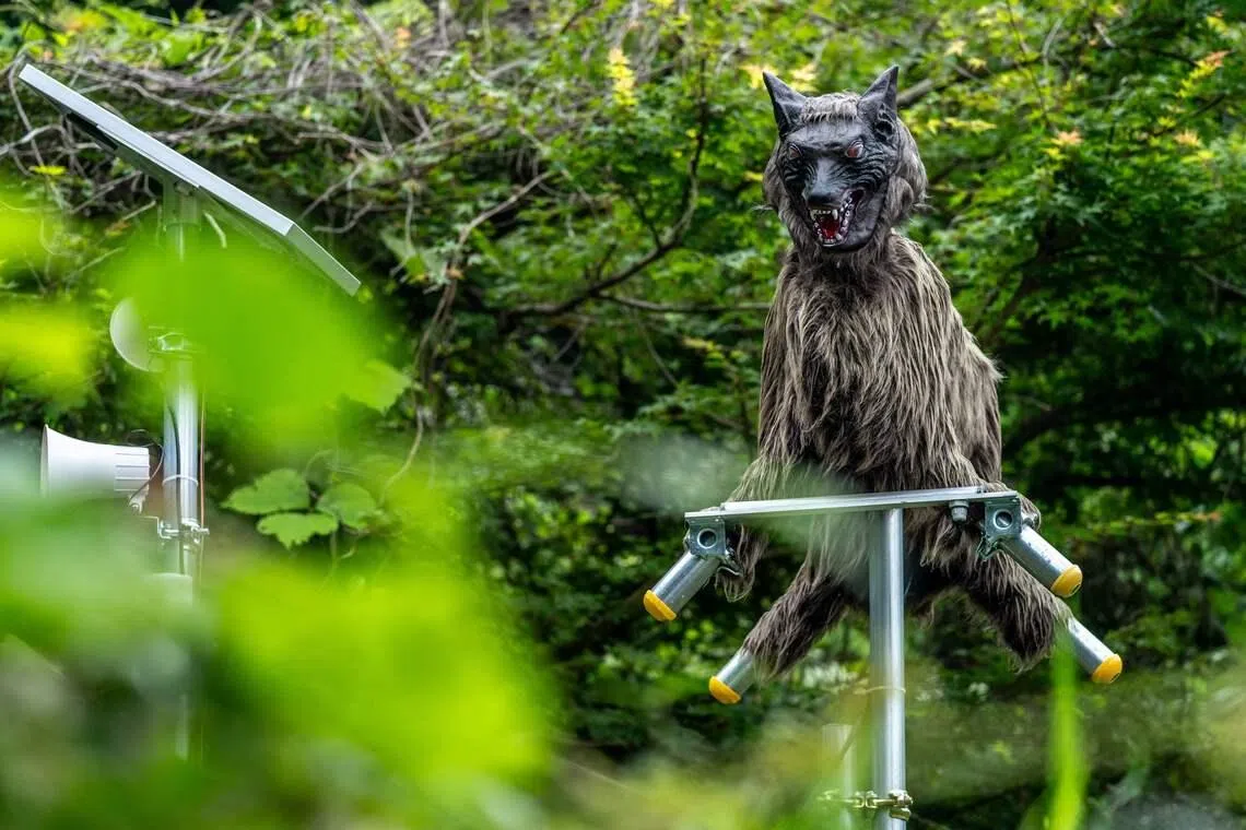 A robotic wolf-shaped deterrent device outside a convenience store at a rural area in Japan’s Kiryu city, where bear sightings have been increasing.