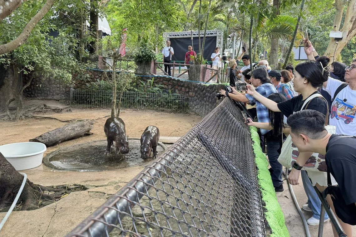 Visitors take photos of pygmy hippo Moo Deng at the Khao Kheow Open Zoo.