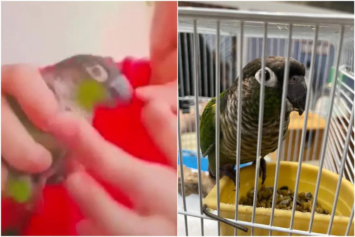 The parrot was flicked in the beak by a woman and fed saliva in a video that gained much traction.