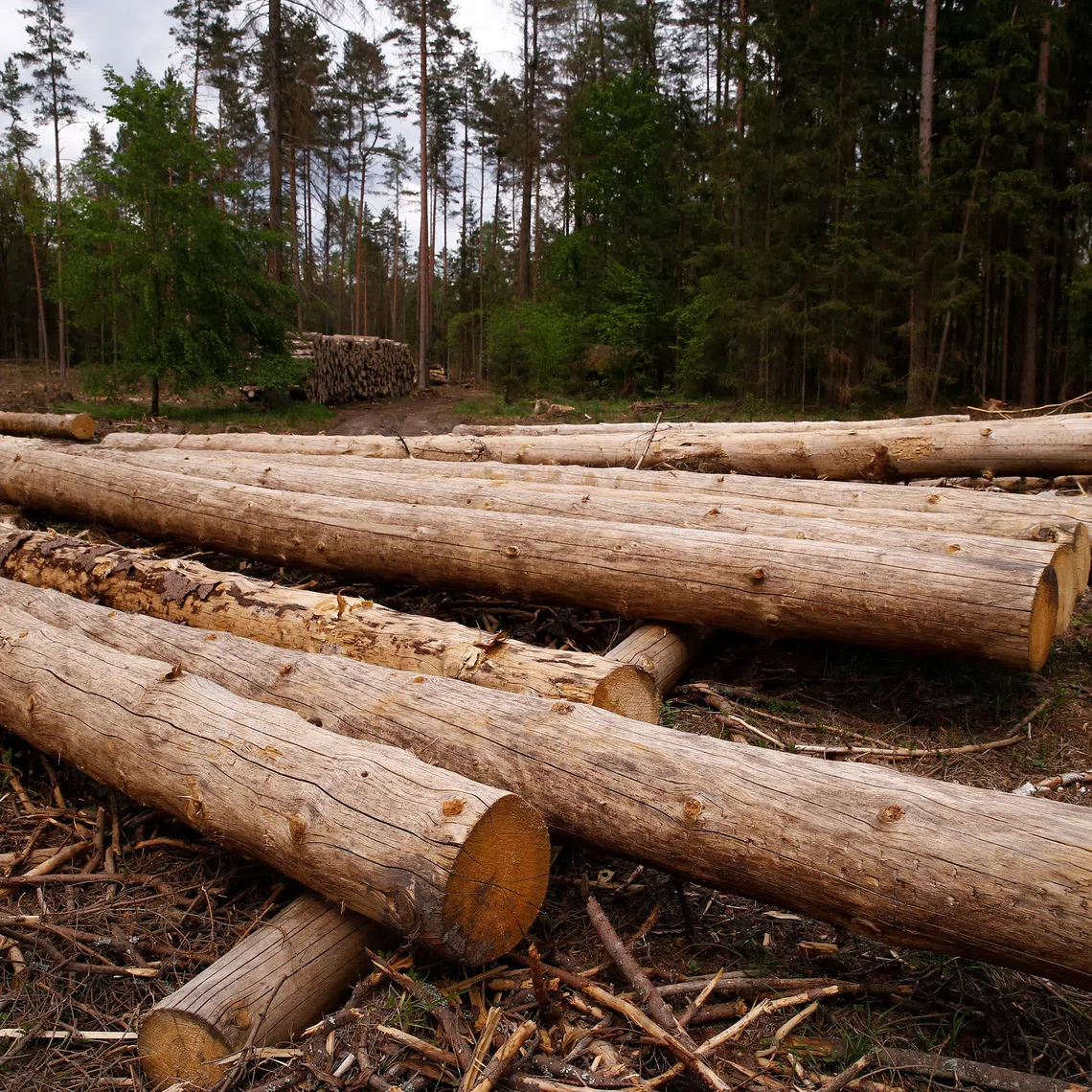 Logged trees are seen near a site where environmental activists take action in the defence of one of the last primeval forests in Europe, Bialowieza forest, Poland May 24, 2017. REUTERS/Kacper Pempel