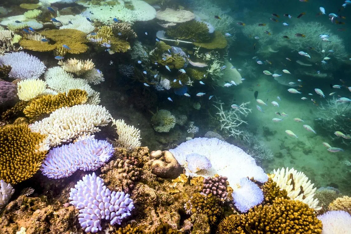 Bleached and dead coral around Lizard Island on the Great Barrier Reef.