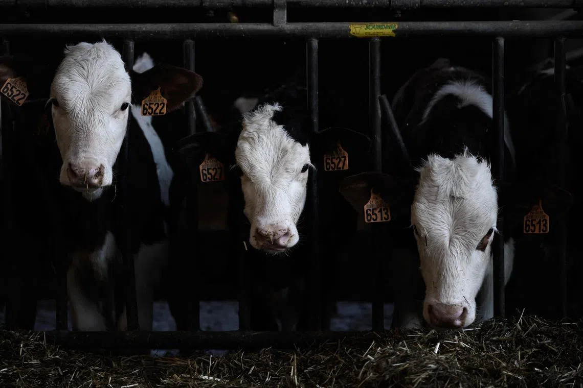 Cows stand in their pen on the farm of the Guerin family, which produces biomethane, also known as renewable natural gas, in Beaumontois-en-Perigord, southwestern France, on February 14, 2023. - The Guerin farm converts the manure of its cows into fuel, known as bioGNV or renewable vehicle natural gas, in an attempt to put the destructive methane produce to good use. The cow barn is largely automatised, with two huge partially-buried tanks covered with rounded domes capturing the methane emitted from the cow patties, and supplying a filling station with a pump and bank card payment terminal. (Photo by Philippe LOPEZ / AFP)