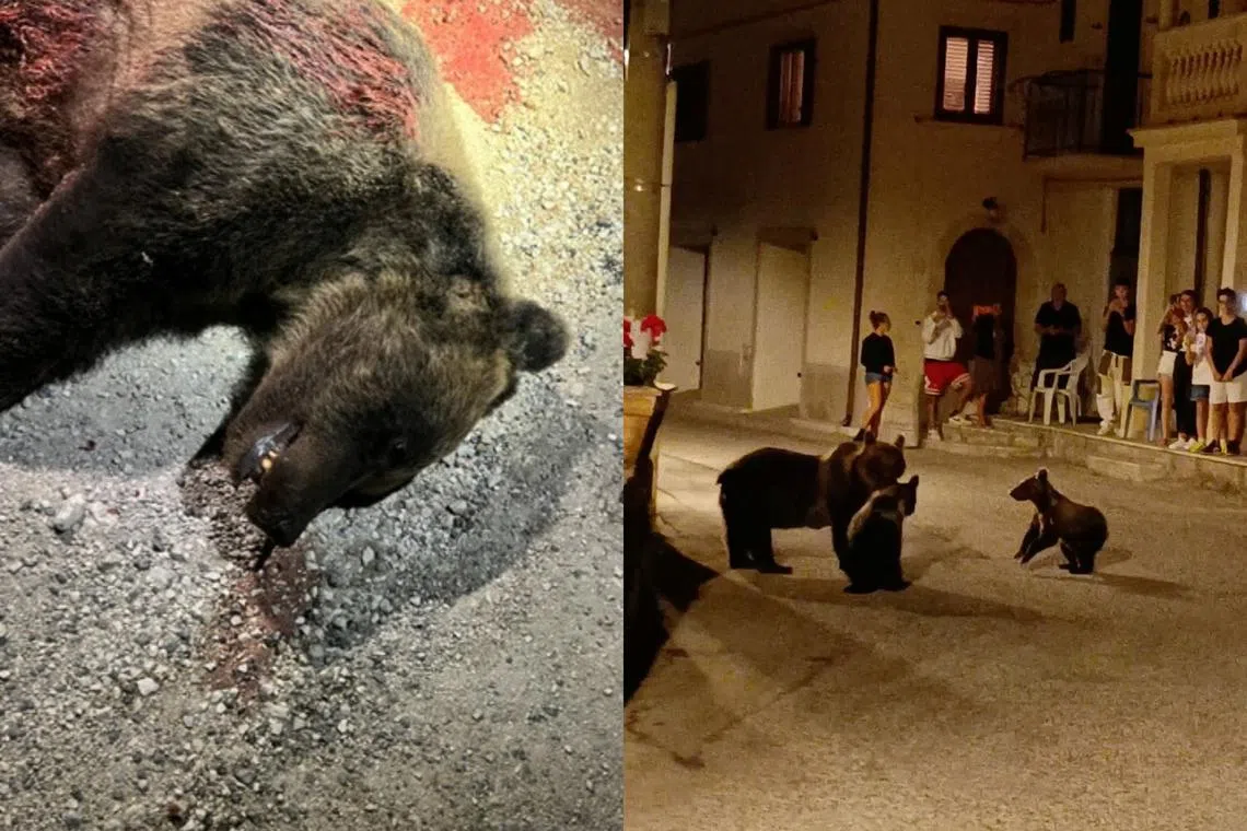 Amarena was one of only about 60 brown bears in the Abruzzo National Park, and was often pictured in and around the area with her offspring.