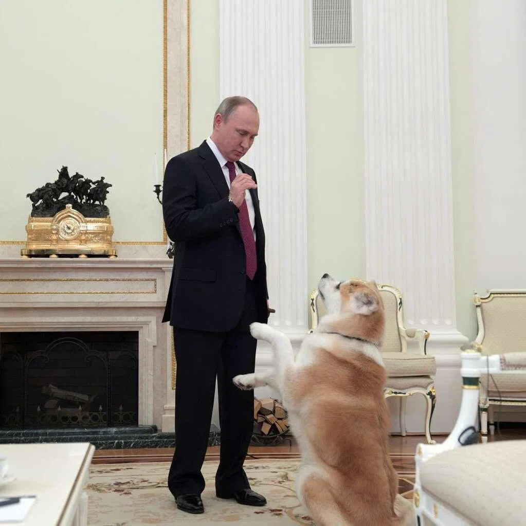 The Akita prefectural government presented Yume, an Akita, to  Russian President Vladimir Putin in July 2012.