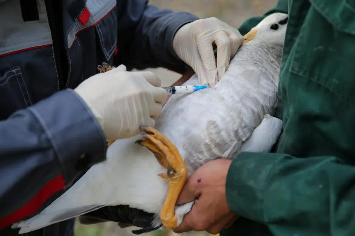 More than 633 million birds have been lost to bird flu over the past two decades.