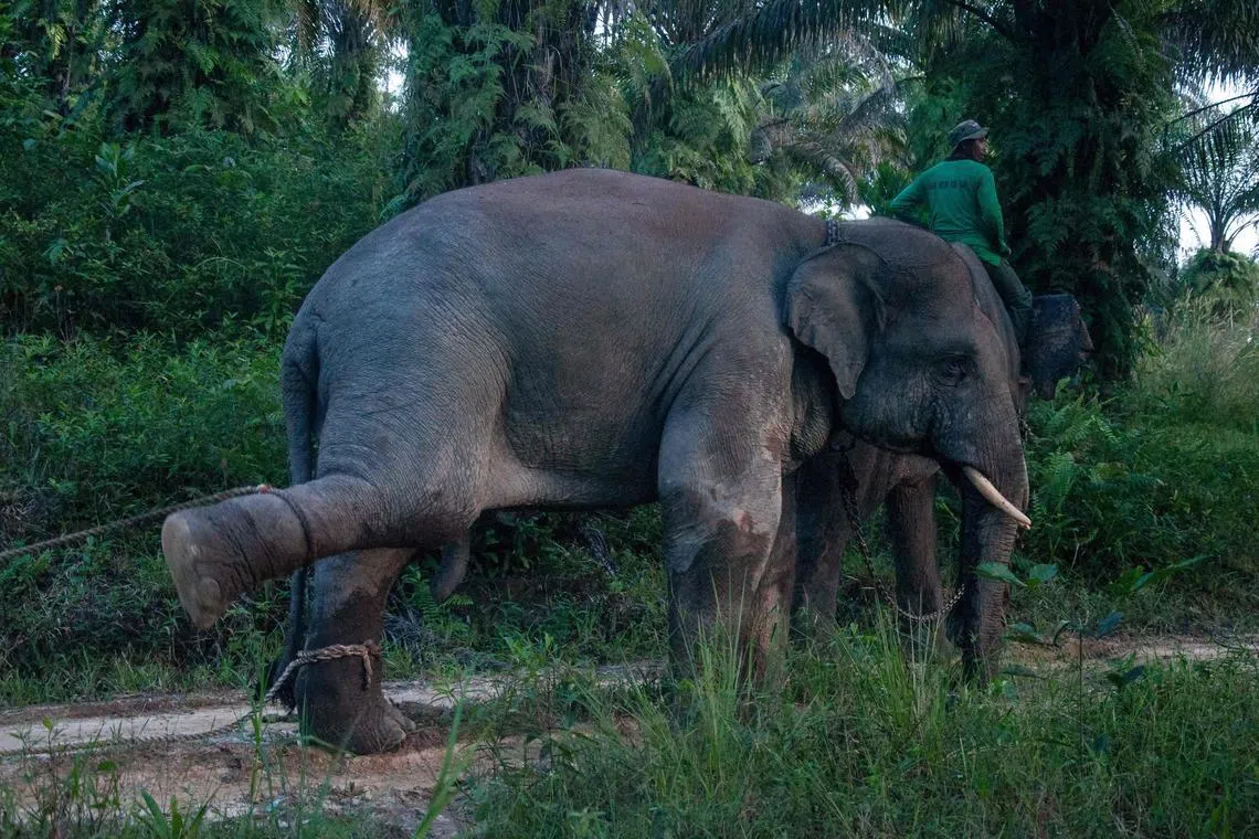 Thai wildlife officials say using elephants to beg for food and money violates several laws in Thailand.