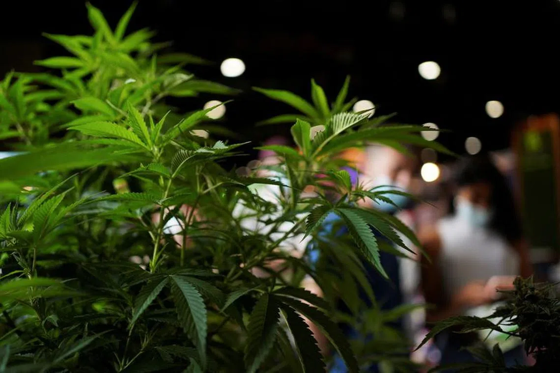 FILE PHOTO: A general view of the cannabis plants  displayed at the annual Expo Cannabis in Montevideo, Uruguay, December 4, 2021. REUTERS/Mariana Greif/File Photo
