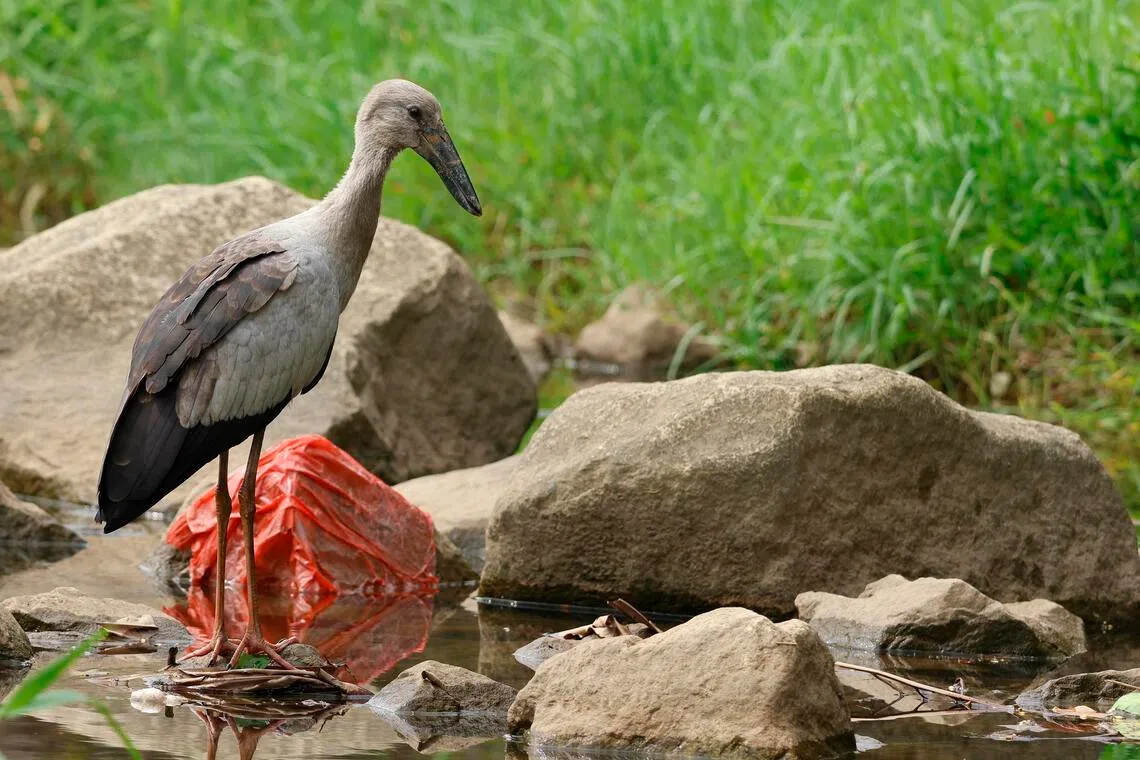 How a recent feathered migrant is reshaping Singapore’s parks and fields
