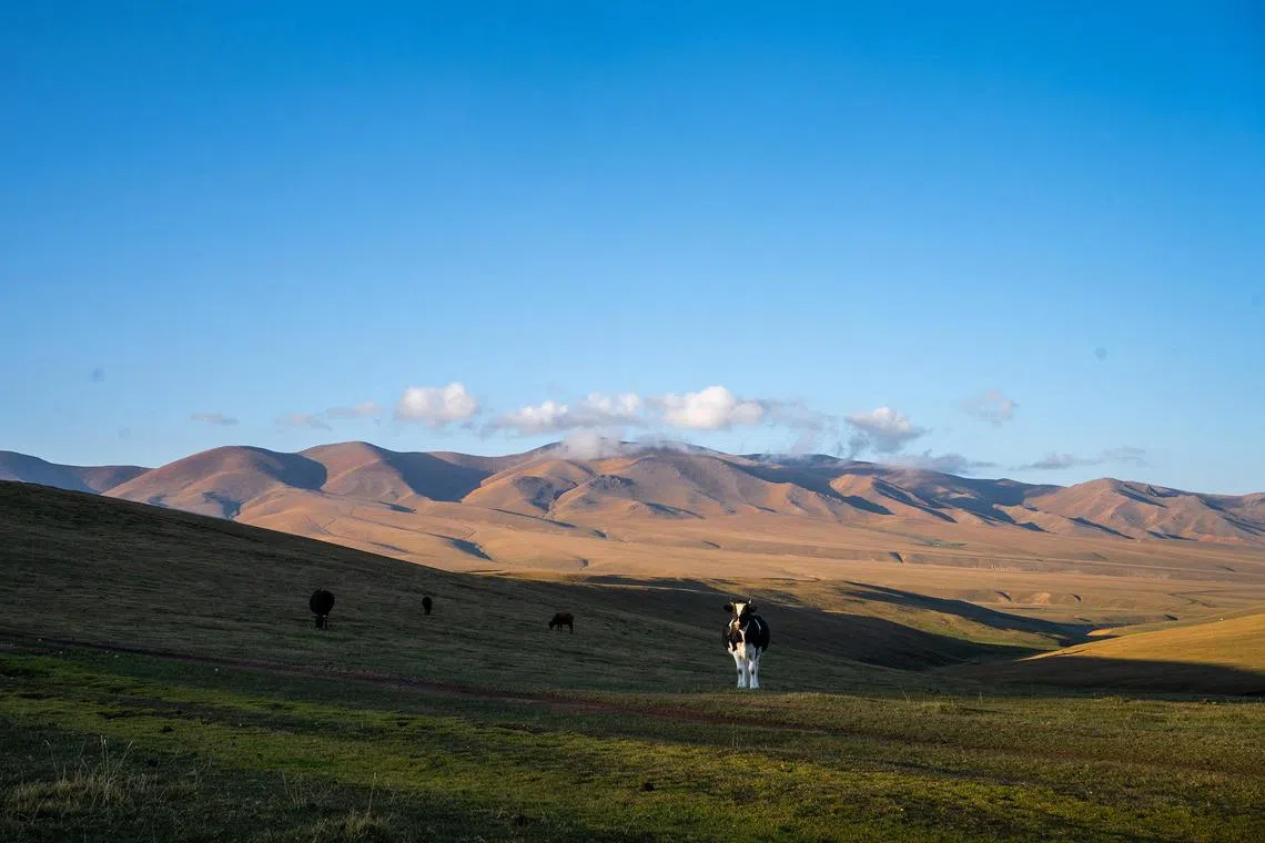 The Assy plateau, located about 100km to the east of Almaty city, is about 40km long.
