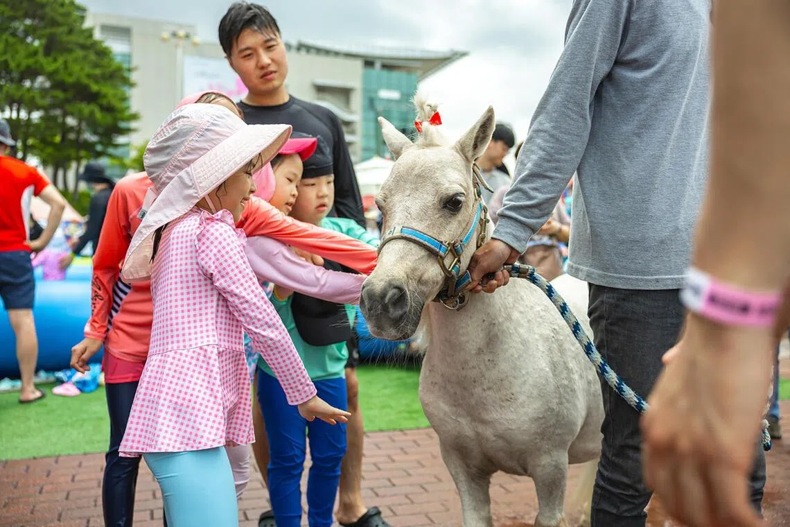 Children will get a chance to feed miniature horses at the Yeongcheon racecourse.PHOTO: KOREA RACING AUTHORITY
