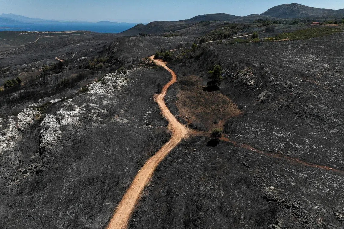 A drone view shows a charred forest area following a wildfire, in Marathon, near Athens, Greece, August 14, 2024. REUTERS/Stelios Misinas