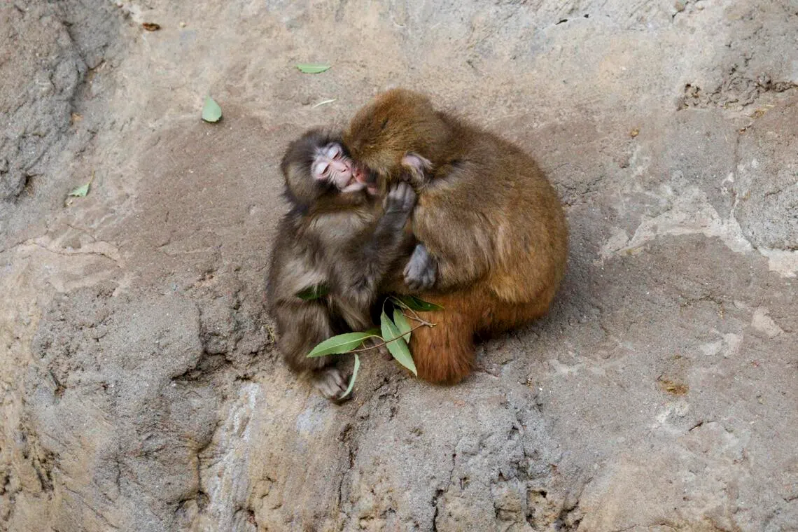 Japan zoo’s lonely baby monkey Punch wins hearts, and even a few friends