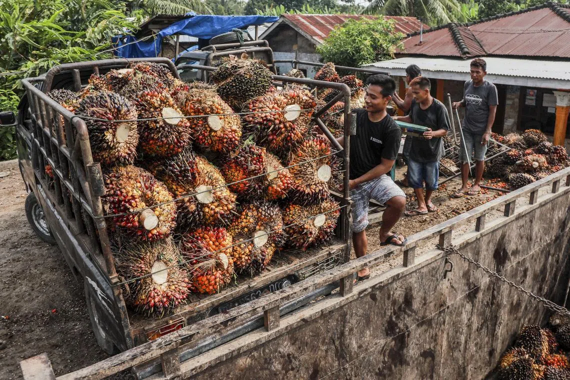 Demand for palm oil has been steadily rising in Indonesia due to its use in the manufacture of biofuel.