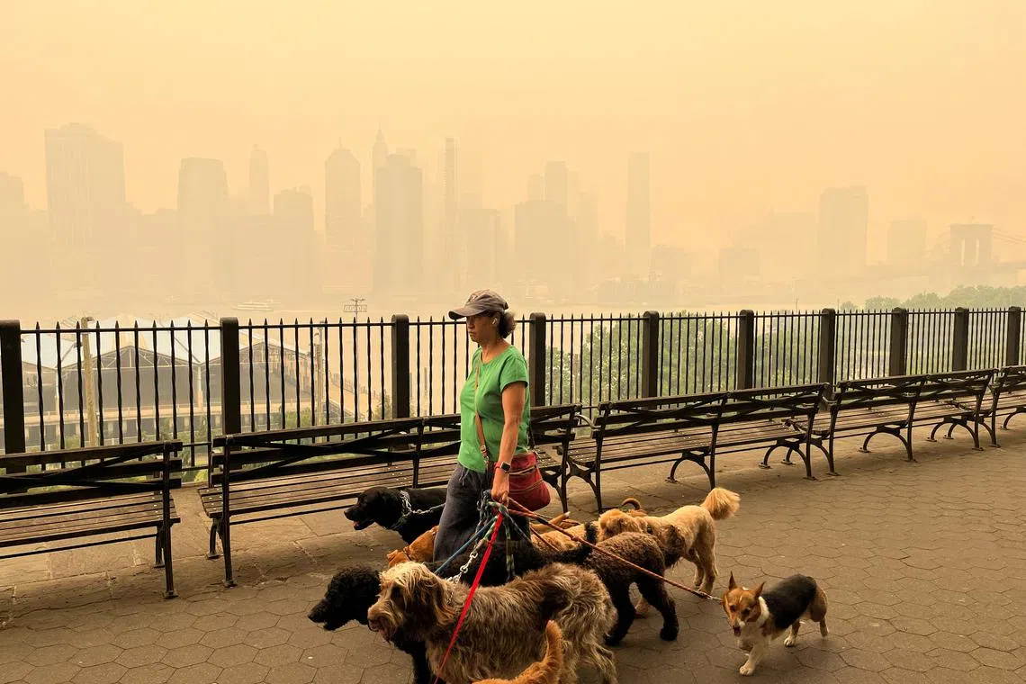 A person walking dogs along the Brooklyn promenade as the Manhattan skyline is shrouded in haze and smoke which drifted south from wildfires in Canada, in New York City, on June 7, 2023. 