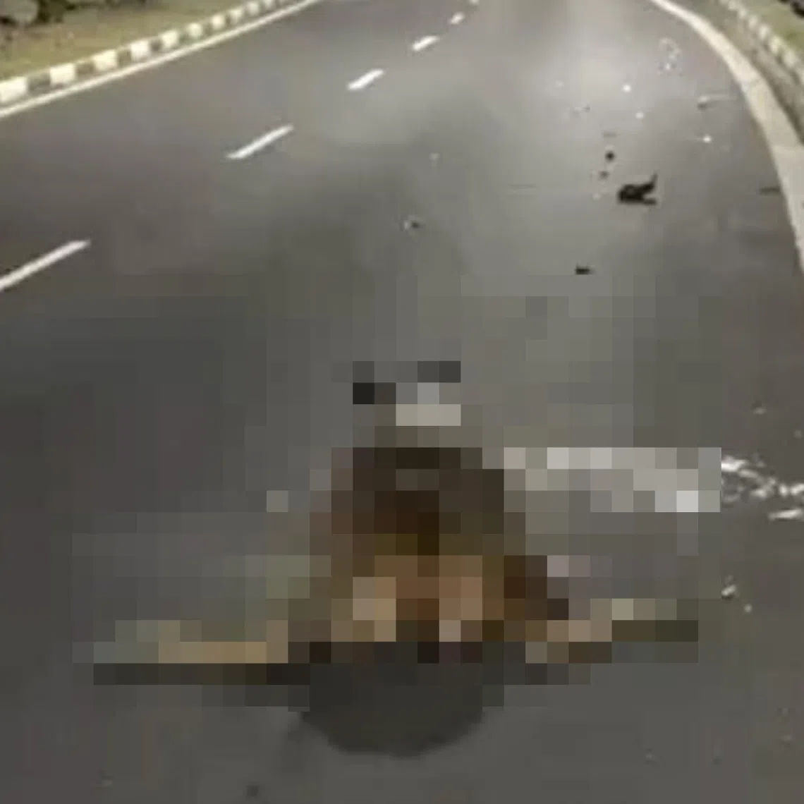 A video posted in a private Telegram group showed a video of the deer on the ground, with glass shards surrounding it.