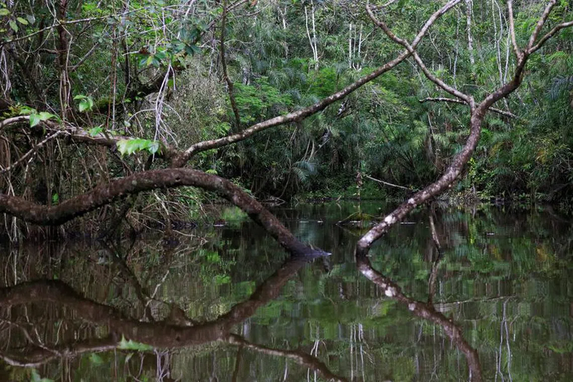 A view of the Amazon rainforest at the lagoon of the Yasuni National Park, during a tour in the area by Indigenous Waorani people, whose territory is the subject of a referendum vote that may ban oil production in their region, in the Bameno community, in the Pastaza province, in Ecuador, July 29, 2023. REUTERS/Karen Toro/File photo