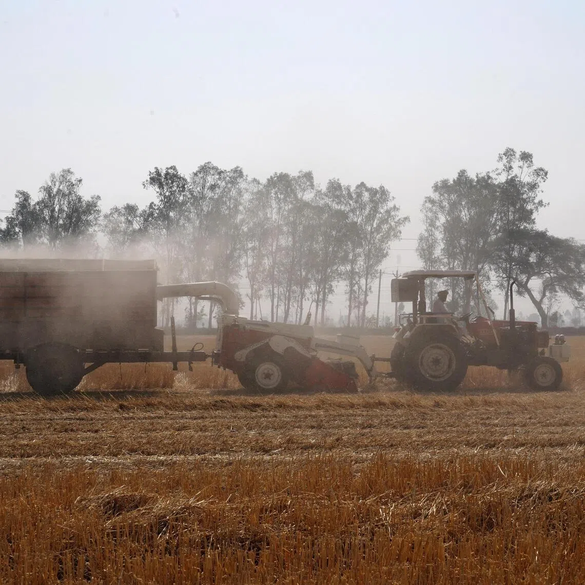 Indian farmers had planted wheat and rapeseed on a record 33.42 million ha and 8.94 million ha, respectively, by Jan 23.