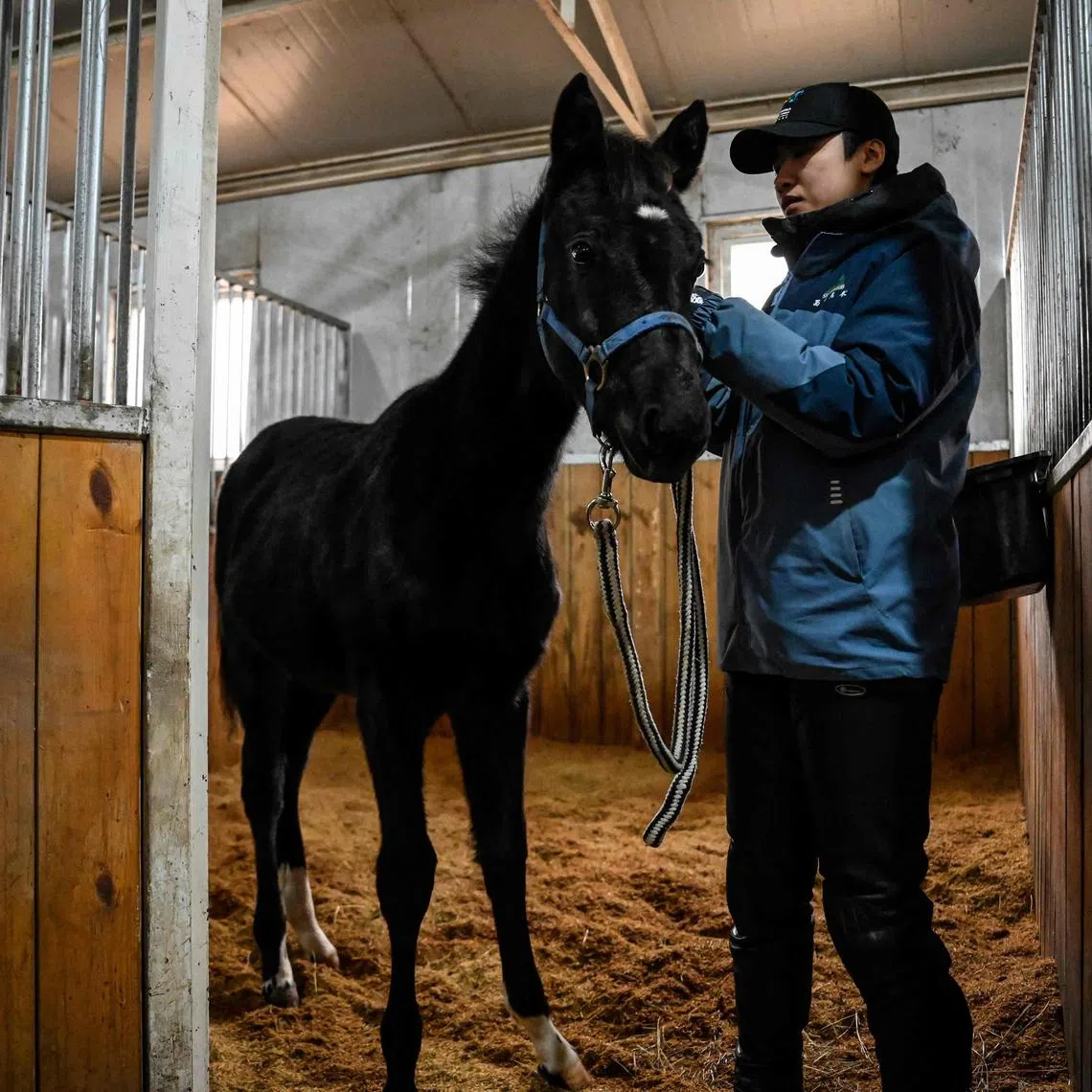 Zhuang Zhuang, seen here with  animal trainer Yin Chuyun at a stable in Beijing, is a clone of a horse imported from Germany.