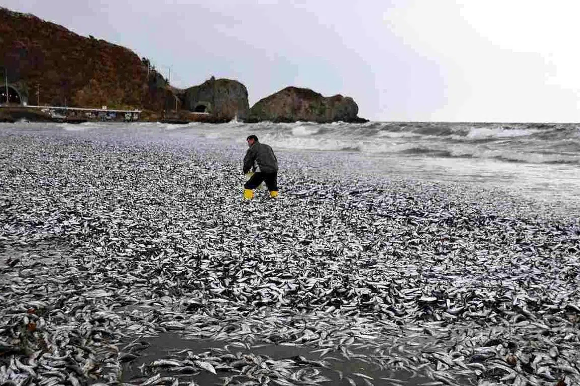 Sardines and mackerels are seen washed up on a beach in Hakodate, Hokkaido, on Dec 7.