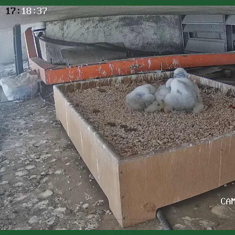 The four peregrine falcon chicks resting as they wait for their parents to return on March 10.