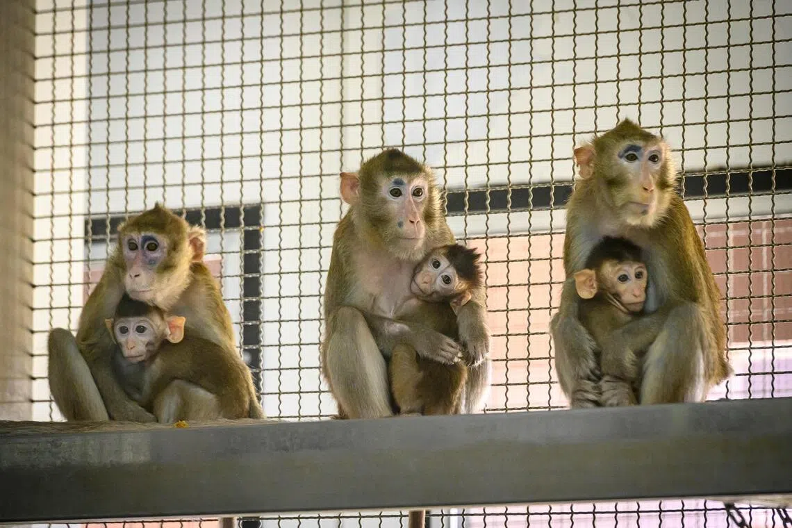 $33,800 lab monkeys show China’s quest to rival US biotech