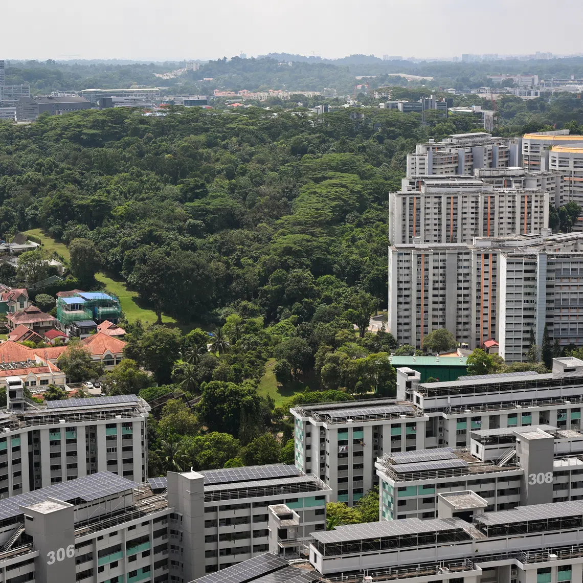 For Maju Forest, nature groups have asked for the green corridor to be widened for a more continuous vegetated area for animals to forage.