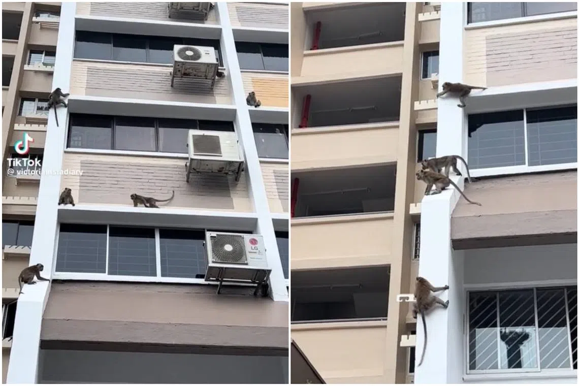 In a viral TikTok video, the troop of five monkeys can be seen climbing the facade of a HDB block near Jalan Besar MRT station.