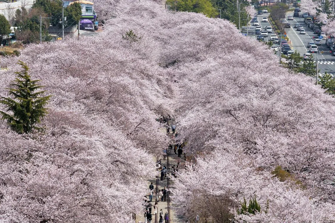 People walk between blooming cherry trees around Gyeonghwa Station Park in the south-eastern city of Changwon on April 3.