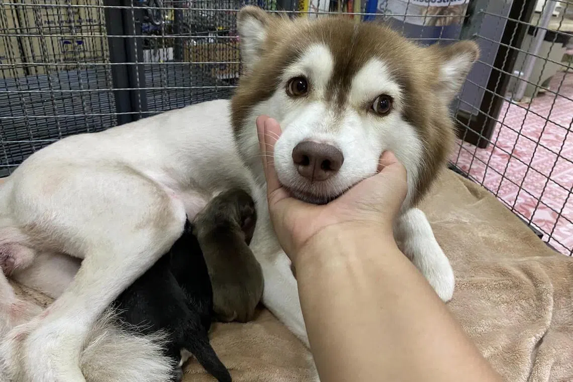 Muay Lek, a four-year-old Siberian husky who became an Internet sensation after a controversial abuse video, has given birth to three puppies at her new home in Nong Bua Lamphu province in Thailand.