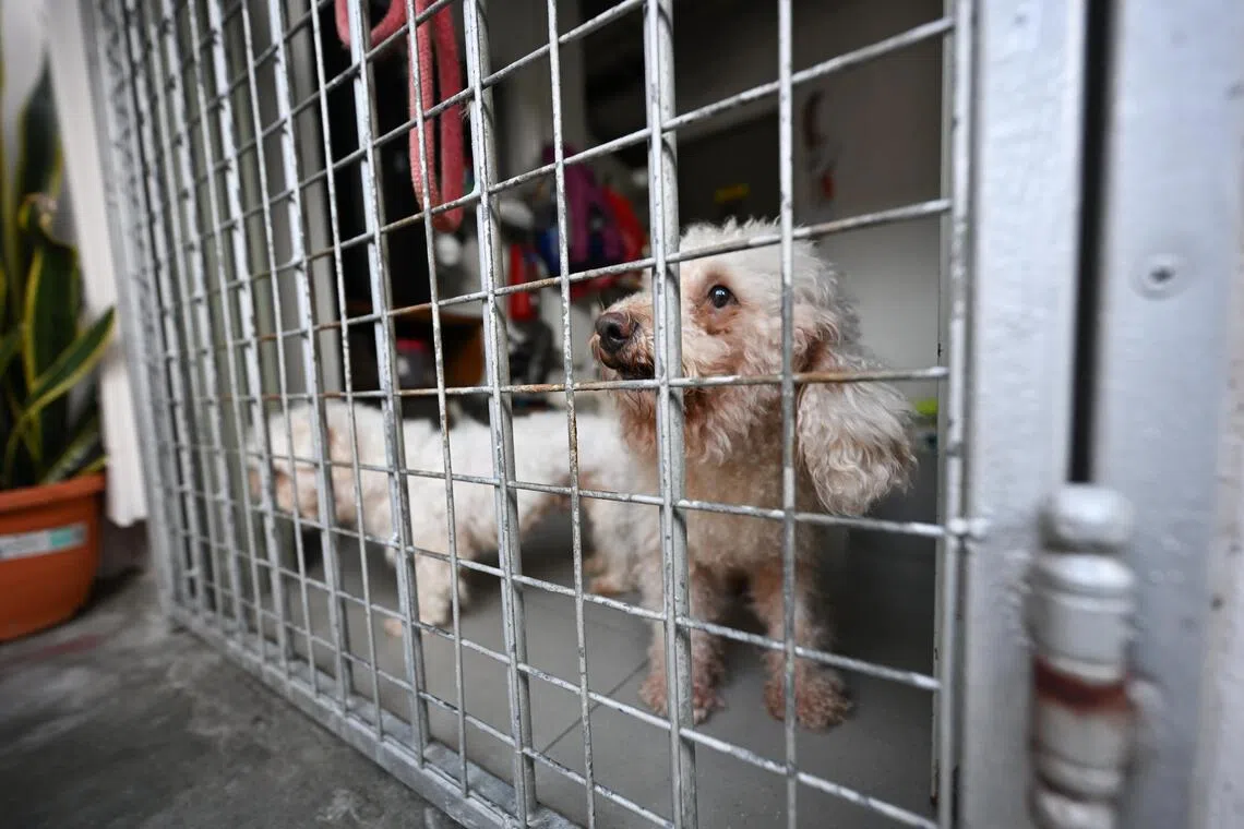 When ST visited Animal Lovers League's premises on Dec 8, there was no one around and the majority of the doors were shut, except for one where four small dogs greeted the team.