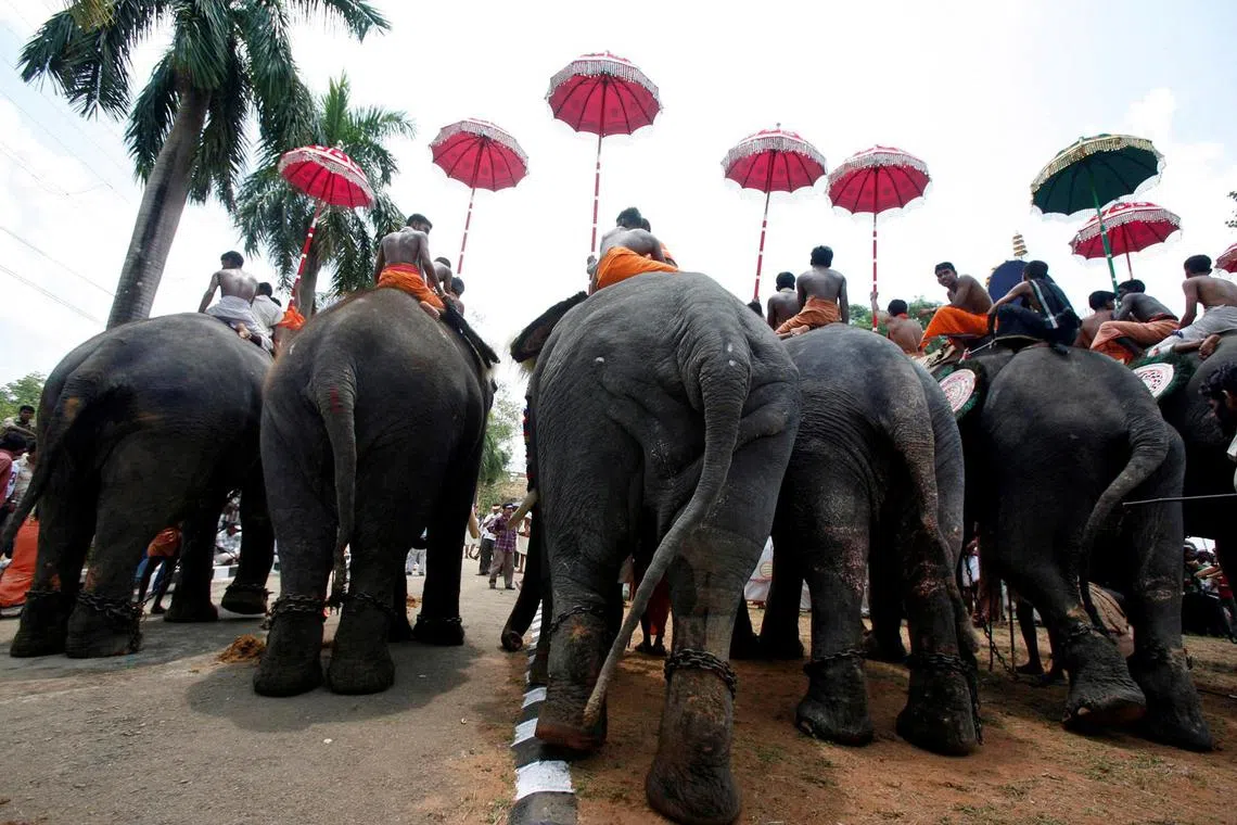 FILE PHOTO: Decorated elephants take part in the Trichur Pooram festival in Trichoor, in the southern Indian state of Kerala, April 27, 2007. The festival is celebrated with a colourful procession of decorated elephants and drum concerts. REUTERS/Jagadeesh Nv/File Photo