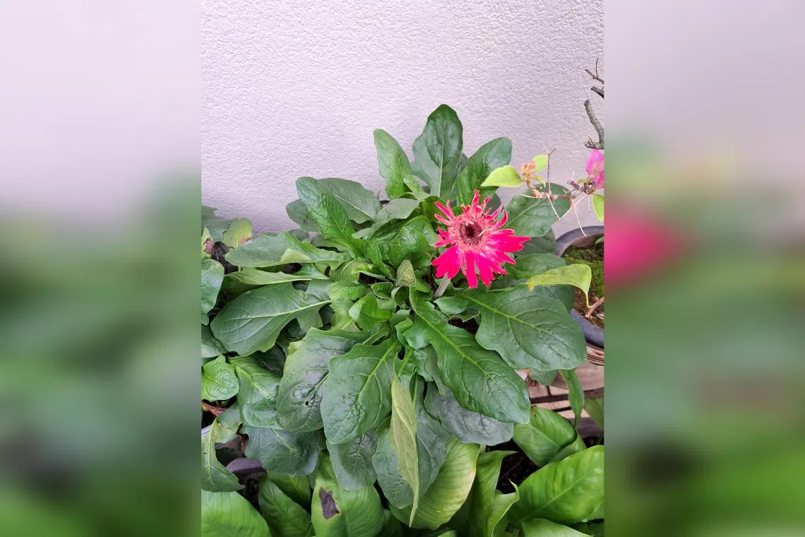 This plant may have a pest infestation.