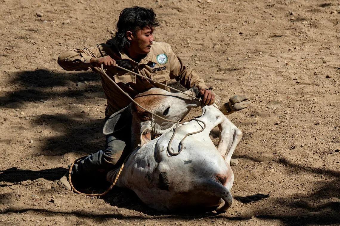 A cowboy showing off his tying skills in one of the events of the Rodeo Masbateno festival on April 14.