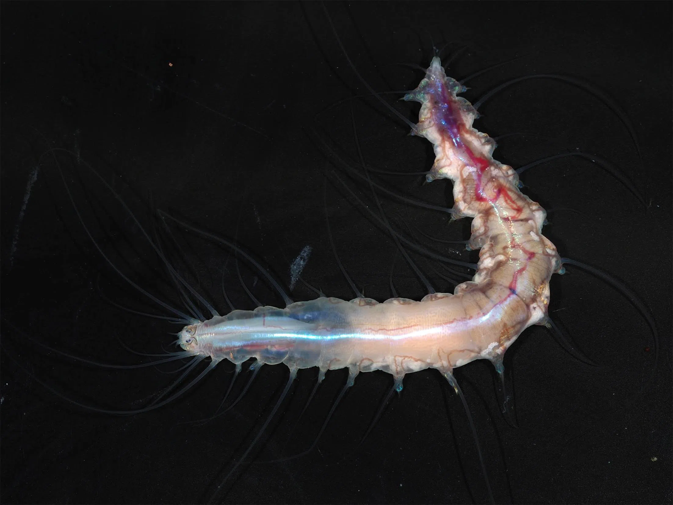 A type of bristle worm called Dalhousiella yabukii was discovered at a depth of 791m on a volcanic seamount along Japan’s Shichiyo Seamount Chain.