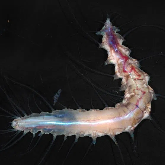 Between April 2025 and March 2026, a record 1,121 species were discovered by scientists across 13 expeditions in various less-explored regions of the ocean.
